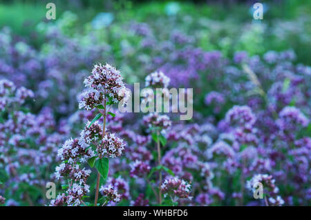 Thyme ordinary in the summer garden. Lilac flowers thyme. Stock Photo