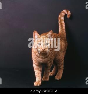 Ginger tabby Stock Photo