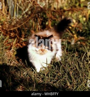 Longhaired tortoiseshell Cat. Three months old Stock Photo
