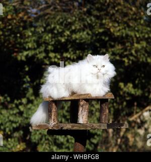 Chinchilla Cat Stock Photo