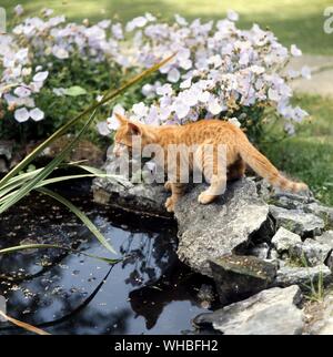 Ginger Tabby Cat Stock Photo