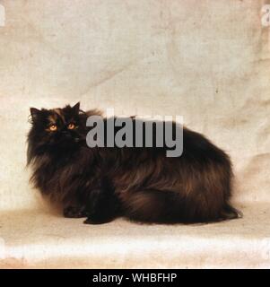 Longhaired Tortoiseshell Cat Stock Photo