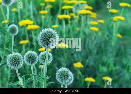 Echinops or thistle. Round and spiky flowers of Echinops sphaerocephalus (names: glandular globe-thistle, great globe-thistle or pale globe-thistle). Stock Photo