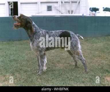 German Wirehaired Pointer Stock Photo