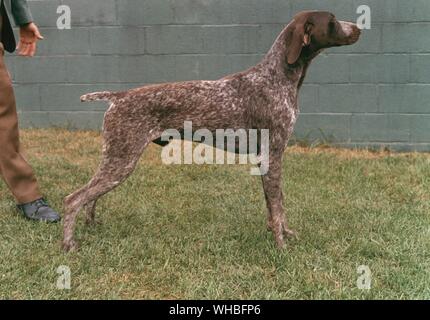 German Shorthaired Pointer Stock Photo