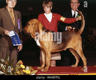 Bloodhound (also known as the St. Hubert Hound. bred for the specific purpose of tracking human beings Stock Photo