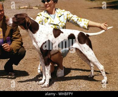 English Pointer Stock Photo
