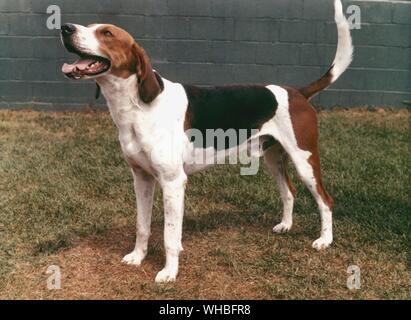 English Foxhound Stock Photo