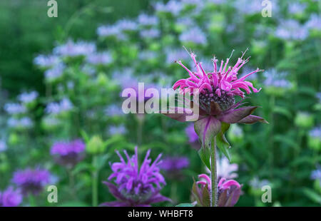Monarda or wild bergamot. Single bee balm flower against a darker background. Stock Photo