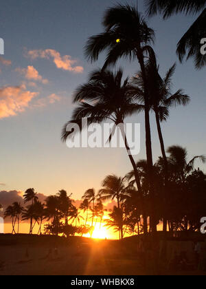 Scenic View Of Palm Trees At Sunset