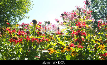 Assorted flowers in a garden in late summertime Stock Photo