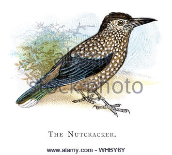 Nutcracker (Nucifraga caryocatactes), vintage illustration published in 1898 Stock Photo