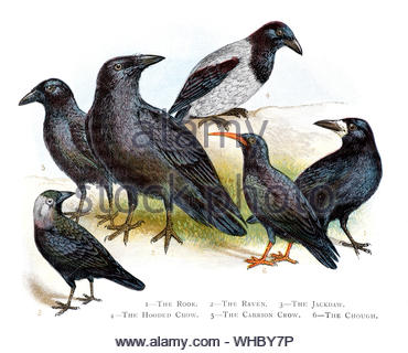 Rook, Raven, Jackdaw, Hooded Crow, Carrion Crow,  vintage illustration published in 1898 Stock Photo