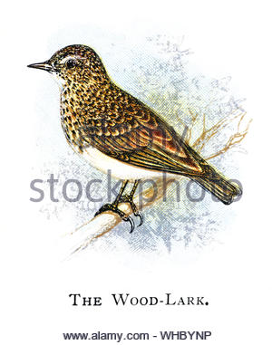 Wood Lark (Lullula arborea), vintage illustration published in 1898 Stock Photo