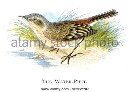 Water Pipit (Anthus spinoletta), vintage illustration published in 1898 Stock Photo