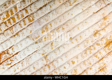 Detail of texture from French Le Marcaire cheese Stock Photo