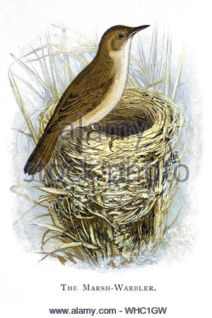 Marsh Warbler (Acrocephalus palustris) at the nest with eggs, vintage illustration published in 1898 Stock Photo