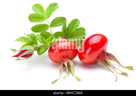 Rose hip berries with leaves and flower-bud isolated on the white background. Stock Photo