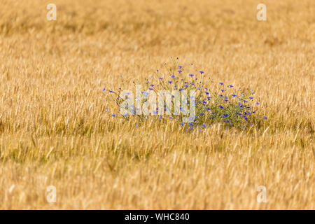 Blue cornflowers, in a field of golden wheat.