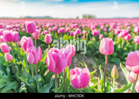 Pastel pink tulip field growing in the sun. Stock Photo