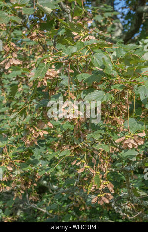 Acer pseudoplatanus / Sycamore seeds leaves. Sycamore is a member of the Maple family & has helicopter seeds. Has been used in herbal remedies. Stock Photo