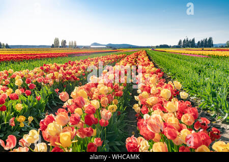 Bright multi-colored tulip field landscape. Stock Photo