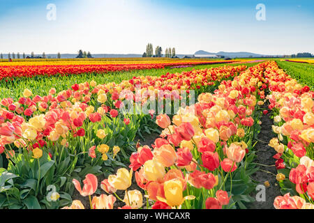 Bright multi-colored tulip field landscape. Stock Photo