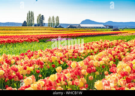 Bright multi-colored tulip field landscape. Stock Photo