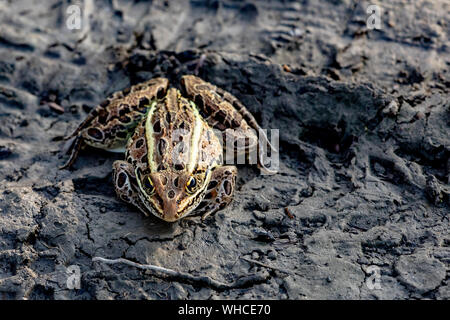 Brown and Gold Nothern Leopard Frog standing in mud Stock Photo