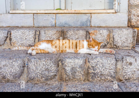 A cat relaxing on white wall in Hydra. Stray cats in greek island, Greece Stock Photo