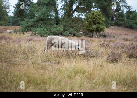 Westruper Heide / Münsterland / Haltern am See Stock Photo