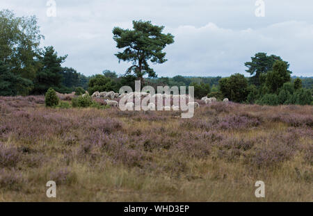 Westruper Heide / Münsterland / Haltern am See Stock Photo