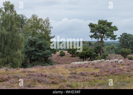 Westruper Heide / Münsterland / Haltern am See Stock Photo