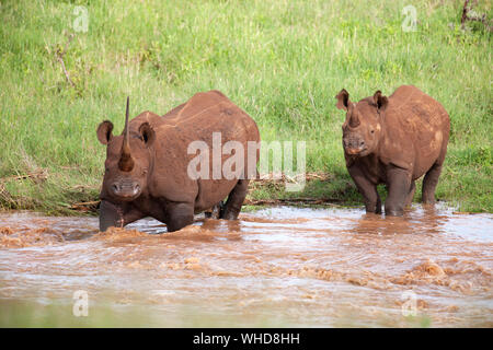 Two Black Rhinoceros in Lewa Safari Park Stock Photo