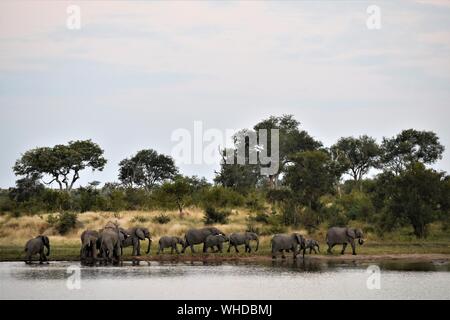 Beautiful shot of elephants in the water near the shore with trees and dry grass Stock Photo