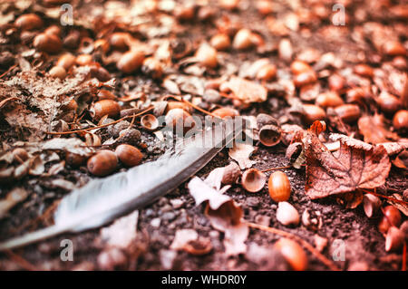 a white-gray feather of a bird lies on the ground among fallen acorns and leaves in autumn. Background from acorns on the earth lit by the rays of the Stock Photo