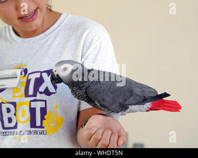 African Grey Parrot perched on the arm of a representative of the South Texas Botanical Gardens at the Corpus Christi, TX Arts Alive Festival. Stock Photo