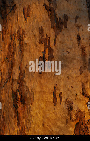 Eucalyptus tree trunk, close up of  bark, abstract texture Stock Photo