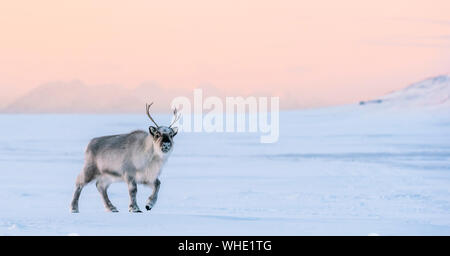 Reindeer cub laying in the snow, Longyearbyen, Spitsbergen Stock Photo
