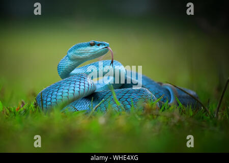 Close-up Of Blue Snake Stock Photo - Alamy Close-up Of Blue Snake Stock Photo - Alamy