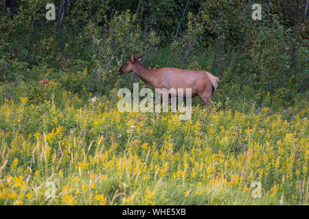 Elk (wapiti) grazing in a meadow of golden rods, Elk Island National Park, Alberta, Canada Stock Photo