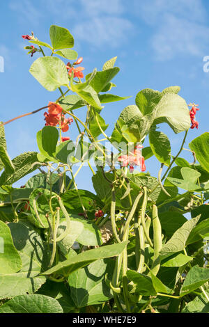 Runner beans variety Armstrong growing in an allotment garden in England, UK Stock Photo