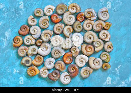 Shells of different color shades on a vintage blue background. Stock Photo