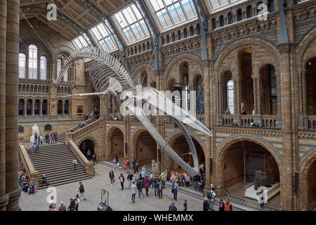 London, United Kingdom - May 24, 2018: Natural History museum, blue whale skeleton. Stock Photo