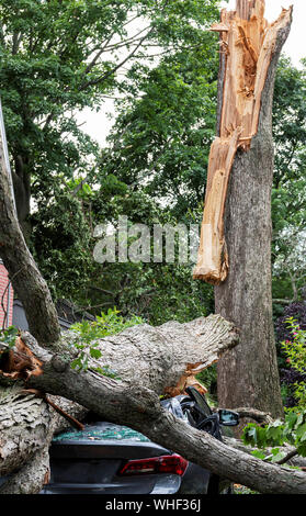 A car is crushed after a tree splits apart during a wind storm in Babylon Long Island New York. Stock Photo