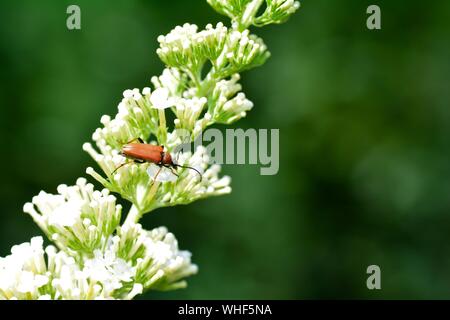 One longhorn Beetle    (  Stictoleptura rubra  )   beetle sits on white summer lilac in the outdoors with copy space Stock Photo