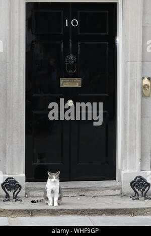 London, UK, 2nd Sep 2019. Larry the Cat awaits visitors to No10 outside the famous black door in Downing Street. Cabinet Ministers, as well as many Conservative Party MPs and former politicians all enter No 10 Downing Street for an Emergency Cabinet Meeting, and later general Conservative Party gathering. Credit: Imageplotter/Alamy Live News Stock Photo