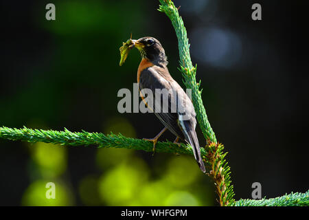 Canadian bird eating a grasshopper in a national park. Stock Photo