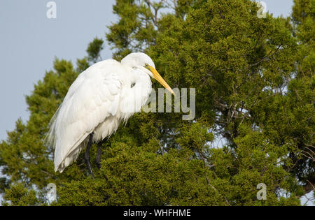 Great Egret Perched in a Tree Stock Photo