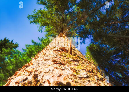 Trunks of large old spruce trees against a blue sky bottom view. Stock Photo